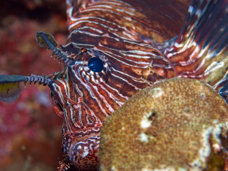 Lion Fish, Batee Tokong